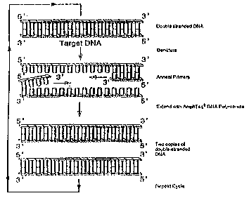 เทคนิค Pcr ในการเพิ่มจำนวน Dna และวินิจฉัยโรคบางชนิด